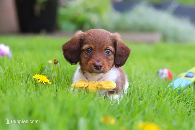 Archie – Miniature Dachshund puppy on hold in Millersburg, OH