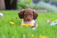 Archie, a male Miniature Dachshund for sale in Millersburg, OH – 1 of 10