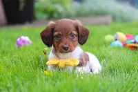 Archie, a male Miniature Dachshund for sale in Millersburg, OH – 4 of 10