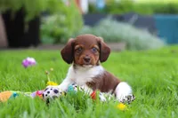 Archie, a male Miniature Dachshund for sale in Millersburg, OH – 10 of 10