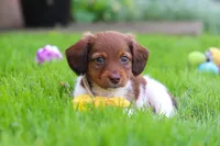Archie, a male Miniature Dachshund for sale in Millersburg, OH – 2 of 10