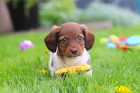 Archie, a male Miniature Dachshund for sale in Millersburg, OH – 6 of 10