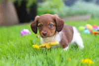 Archie, a male Miniature Dachshund for sale in Millersburg, OH – 9 of 10