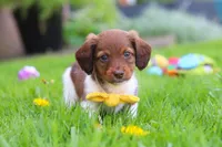 Archie, a male Miniature Dachshund for sale in Millersburg, OH – 3 of 10