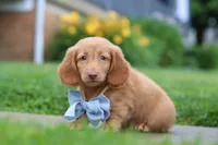 Chance, a male Miniature Dachshund for sale in Millersburg, OH – 5 of 8