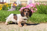 Alex, a male Dachshund for sale in Millersburg, OH – 3 of 6