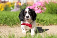 Kobe, a male Dachshund for sale in Millersburg, OH – 5 of 6