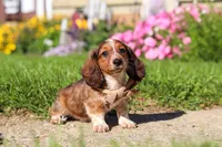 Benji, a male Dachshund for sale in Millersburg, OH – 2 of 5