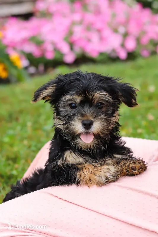 George, a male Morkie for sale in Millersburg, OH – Photo 1 of 6