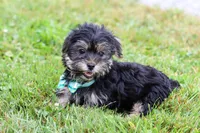 George, a male Morkie for sale in Millersburg, OH – Photo 6 of 6