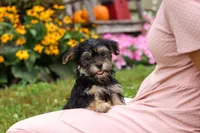 George, a male Morkie for sale in Millersburg, OH – Photo 3 of 6