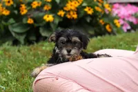 George, a male Morkie for sale in Millersburg, OH – Photo 4 of 6