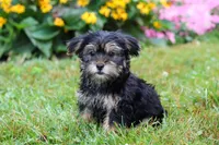 George, a male Morkie for sale in Millersburg, OH – Photo 2 of 6