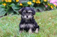George, a male Morkie for sale in Millersburg, OH – Photo 5 of 6