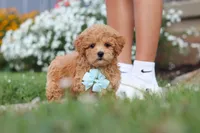 Blake, a male Maltipoo for sale in Millersburg, OH – 1 of 9