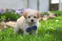 Finn, a male Maltipoo for sale in Millersburg, OH – Photo 4 of 7