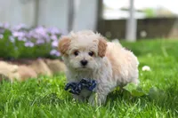 Finn, a male Maltipoo for sale in Millersburg, OH – Photo 5 of 7