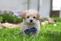 Finn, a male Maltipoo for sale in Millersburg, OH – Photo 7 of 7