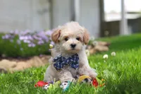 Finn, a male Maltipoo for sale in Millersburg, OH – Photo 2 of 7