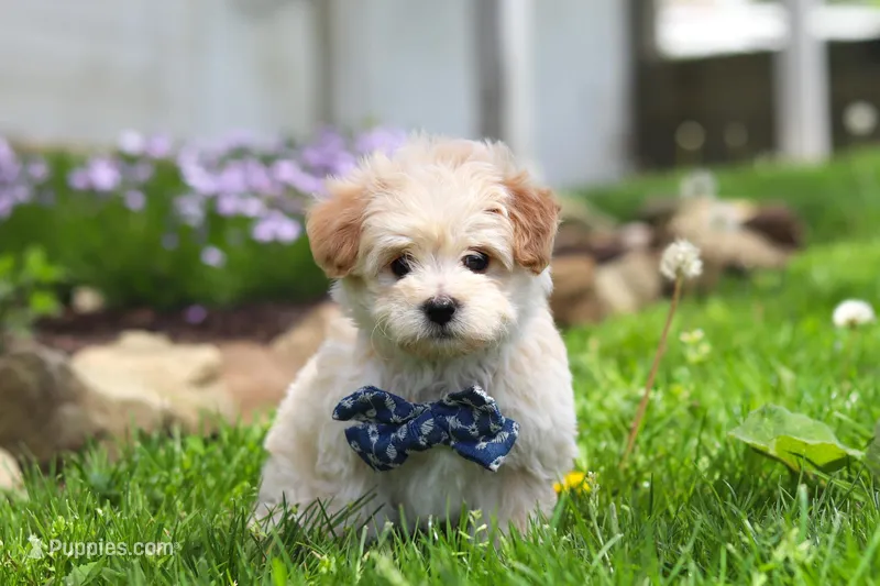 Finn – Maltipoo puppy for sale in Millersburg, OH