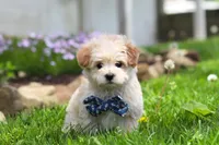 Finn, a male Maltipoo for sale in Millersburg, OH – Photo 1 of 7