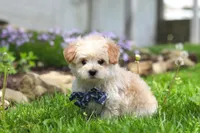 Finn, a male Maltipoo for sale in Millersburg, OH – Photo 3 of 7