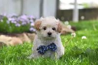 Finn, a male Maltipoo for sale in Millersburg, OH – Photo 6 of 7