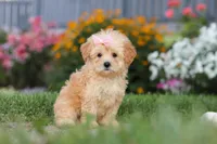Haven, a female Maltipoo for sale in Millersburg, OH – 2 of 10