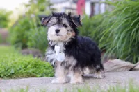 River, a male Morkie for sale in Millersburg, OH – 6 of 7