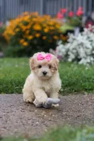 Brianna, a female Coton de Tulear and Poodle - Miniature  for sale in Millersburg, OH – 10 of 10
