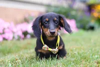 Olaf, a male Miniature Dachshund for sale in Millersburg, OH – Photo 5 of 6