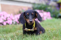 Olaf, a male Miniature Dachshund for sale in Millersburg, OH – Photo 2 of 6