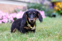 Olaf, a male Miniature Dachshund for sale in Millersburg, OH – Photo 4 of 6