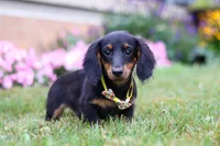 Olaf, a male Miniature Dachshund for sale in Millersburg, OH – Photo 1 of 6