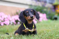 Olaf, a male Miniature Dachshund for sale in Millersburg, OH – Photo 3 of 6