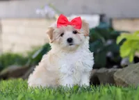 Lottie, a female Coton de Tulear and Poodle - Miniature  for sale in Millersburg, OH – Photo 1 of 6