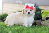 Lottie, a female Coton de Tulear and Poodle - Miniature  for sale in Millersburg, OH – Photo 4 of 6