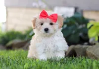 Lottie, a female Coton de Tulear and Poodle - Miniature  for sale in Millersburg, OH – Photo 2 of 6