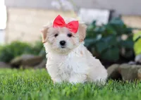 Lottie, a female Coton de Tulear and Poodle - Miniature  for sale in Millersburg, OH – Photo 3 of 6