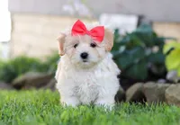 Lottie, a female Coton de Tulear and Poodle - Miniature  for sale in Millersburg, OH – Photo 5 of 6