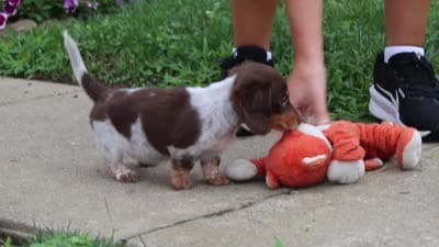 Chloe, a female Miniature Dachshund for sale in Millersburg, OH – 7 of 7