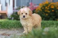 Haven, a female Maltipoo for sale in Millersburg, OH – 5 of 10