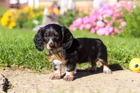 Daisy, a female Dachshund for sale in Millersburg, OH – 2 of 6