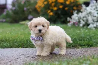 Riley, a male Coton de Tulear and Poodle - Miniature  for sale in Millersburg, OH – 4 of 7