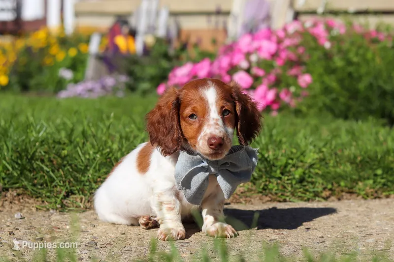 Cooper – Dachshund puppy for sale in Millersburg, OH