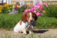 Cooper, a male Dachshund for sale in Millersburg, OH – 1 of 5