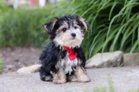 Bennet, a male Morkie for sale in Millersburg, OH – 2 of 6