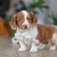 Luca, a male Miniature Dachshund for sale in Millersburg, OH – 1 of 8