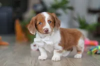 Luca, a male Miniature Dachshund for sale in Millersburg, OH – Photo 1 of 8