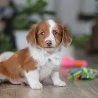 Luca, a male Miniature Dachshund for sale in Millersburg, OH – 4 of 8